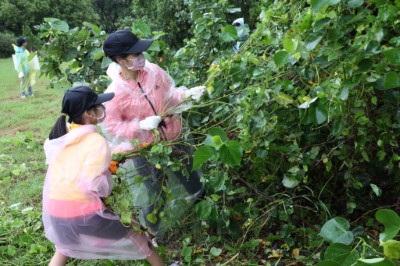 4 民眾合力移除小花蔓澤蘭